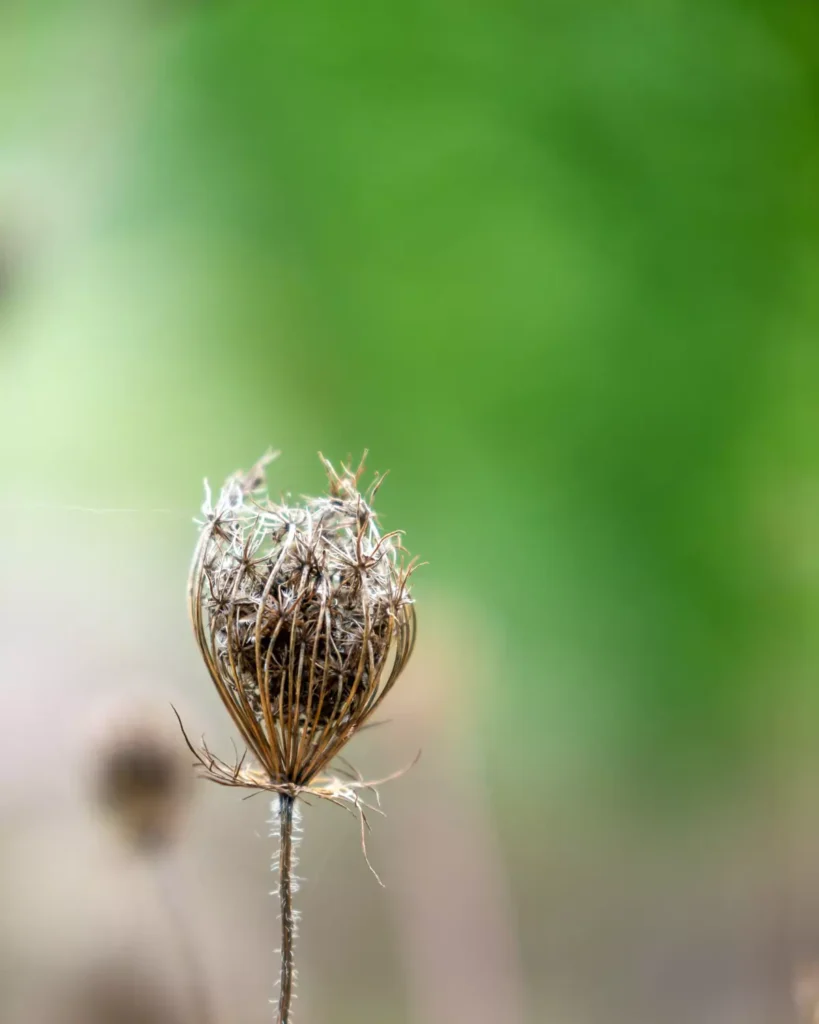 planta fantasma