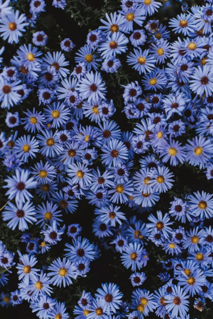margarida azul