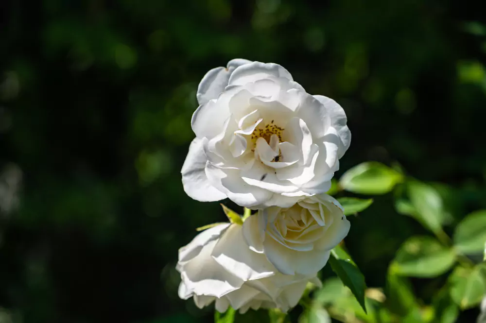 flor de defunto