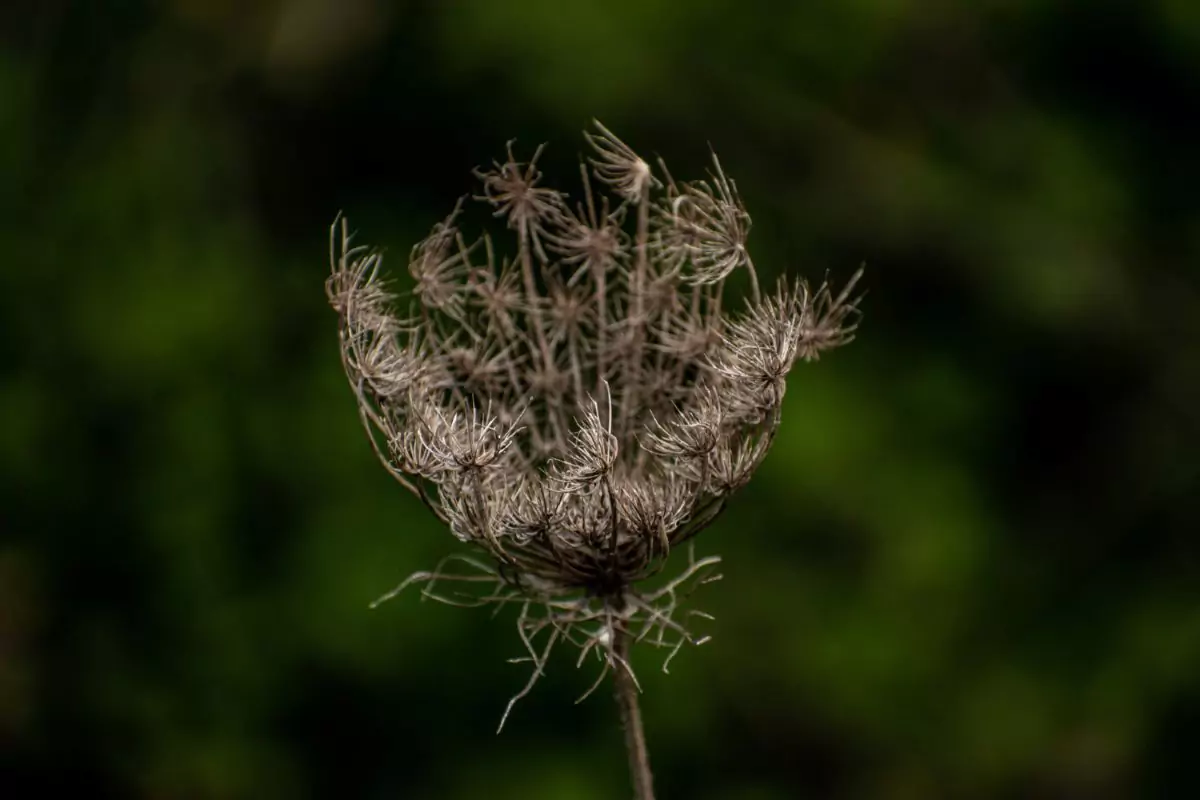 planta fantasma