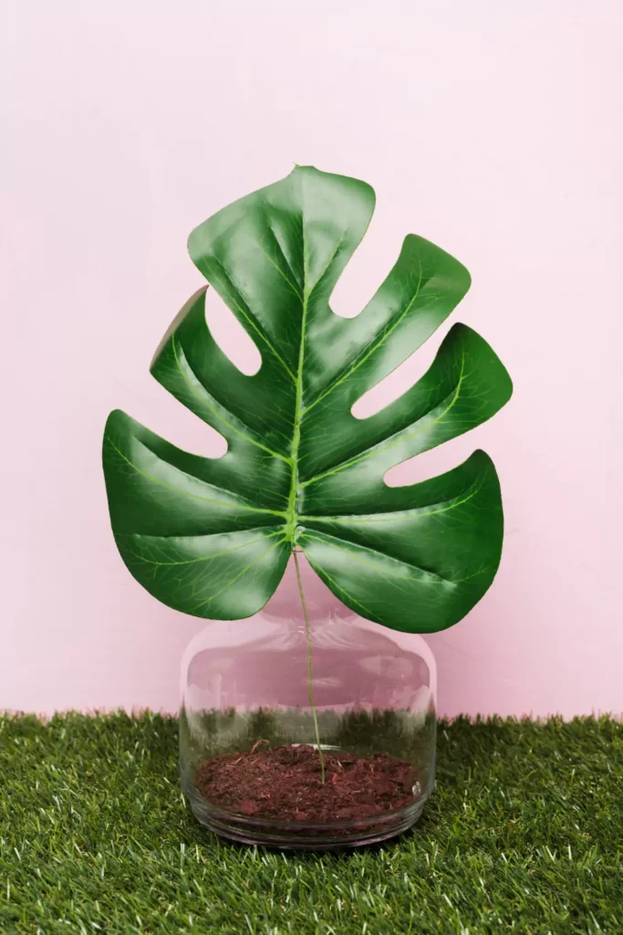 Tipos de plantas