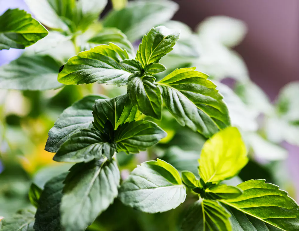 Como plantar cheiro verde