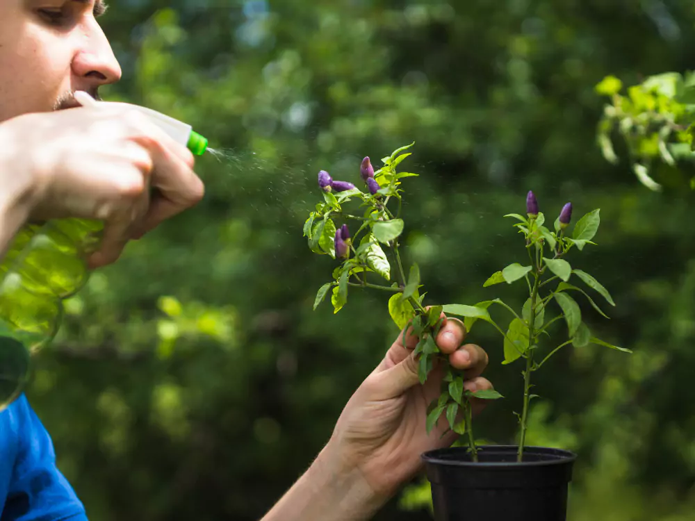 Como plantar cheiro verde