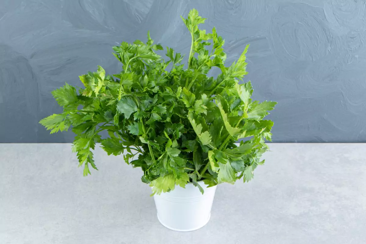 Como plantar cheiro verde