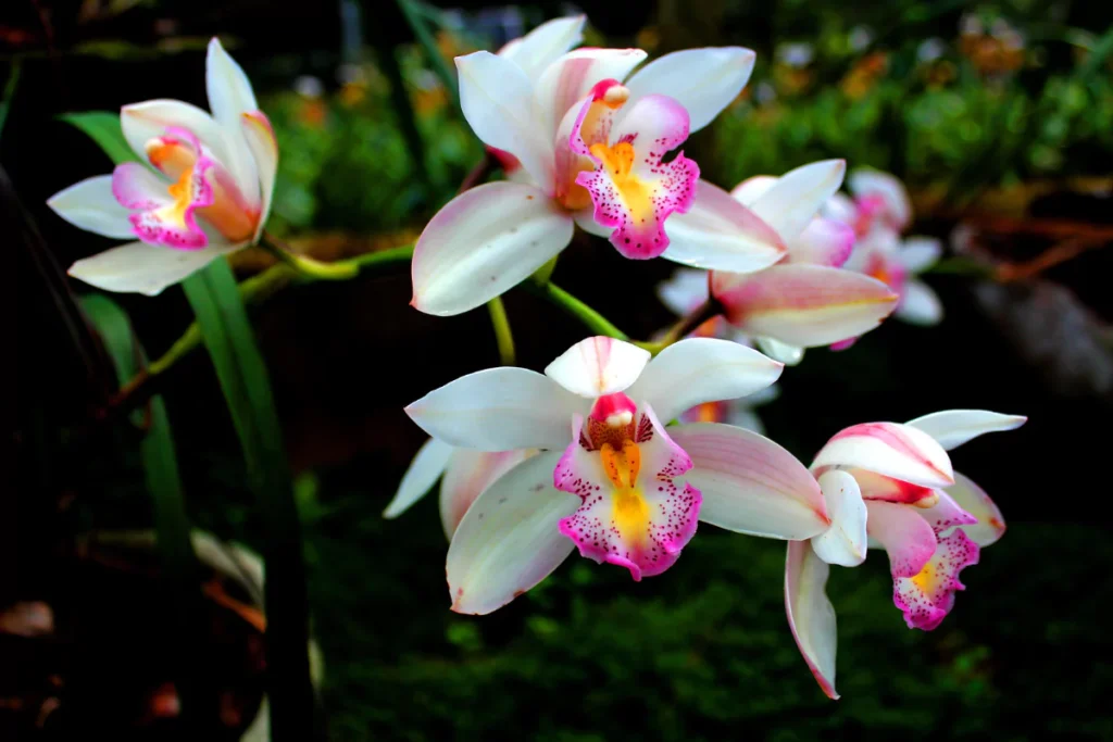 como cuidar de orquídeas