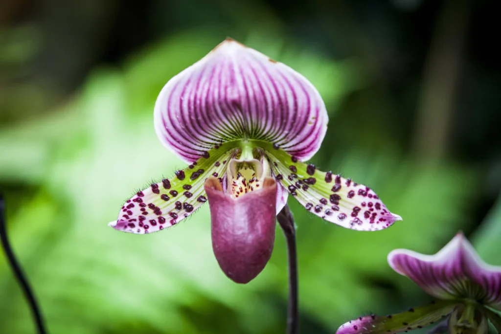 como cuidar de orquídeas