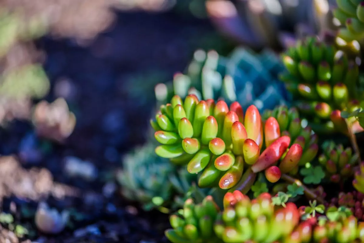 Crassula Ovata