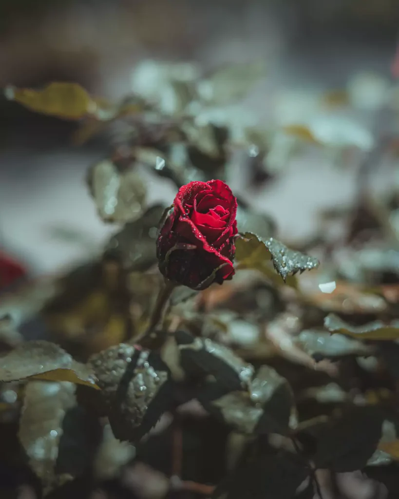 tipos de rosas