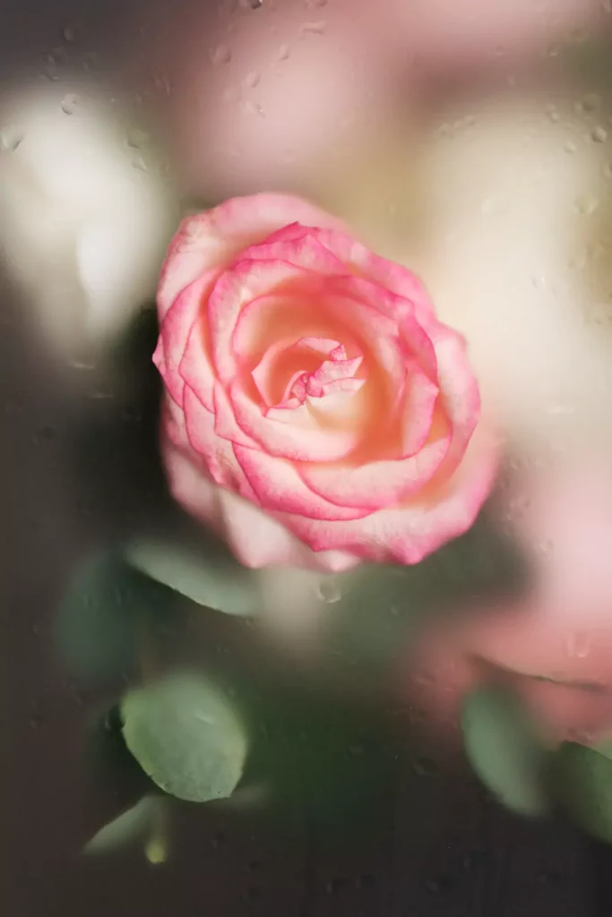 tipos de rosas