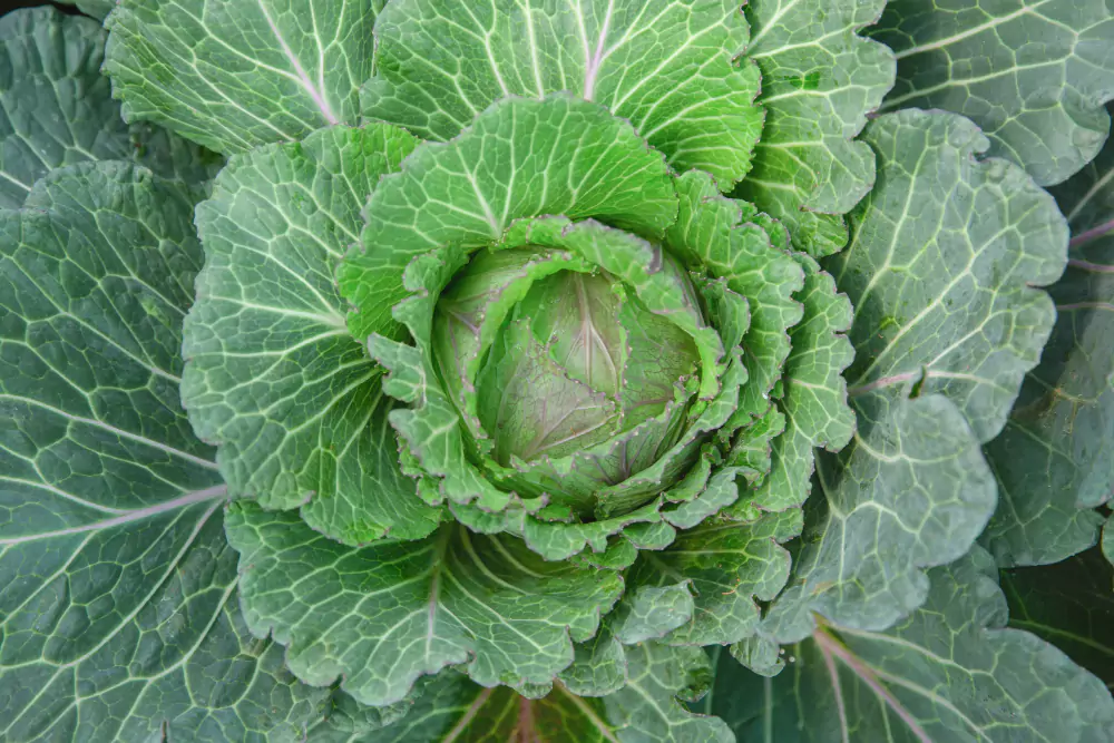 Cultivar hortaliças