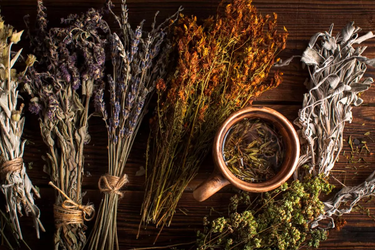 plantas medicinais