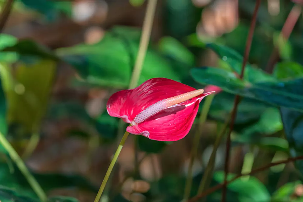 como plantar antúrio 1