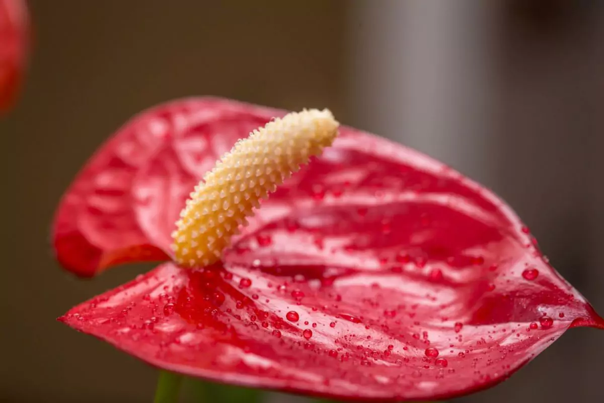 como plantar antúrio