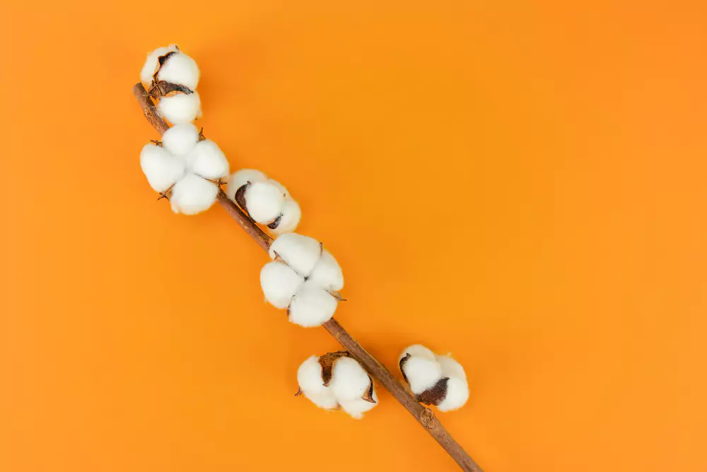 O que é a flor de algodão?