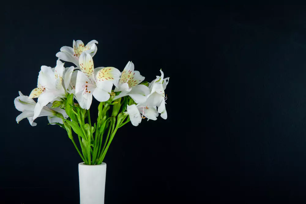 Flor de gardênia branca em vaso, vista de perto