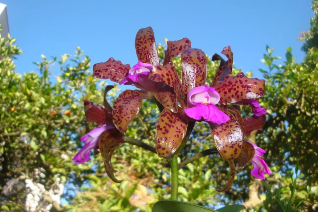 como plantar Nepenthes