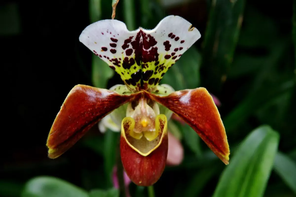 como planta nepenthes