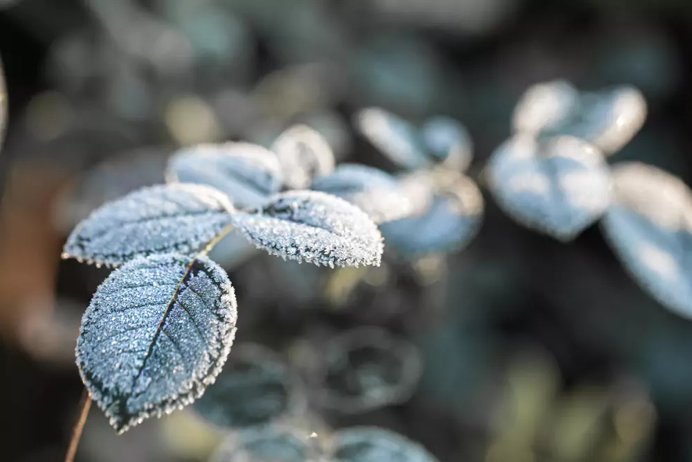 o que plantar no inverno