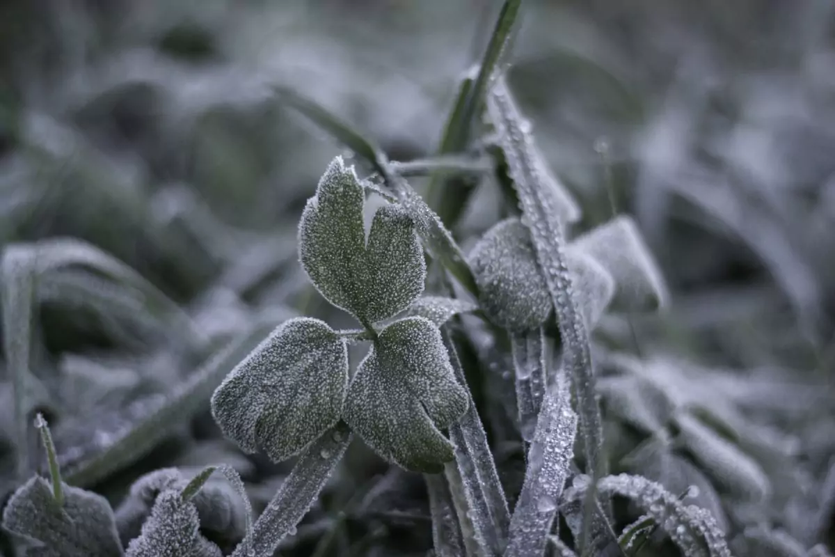 inverno