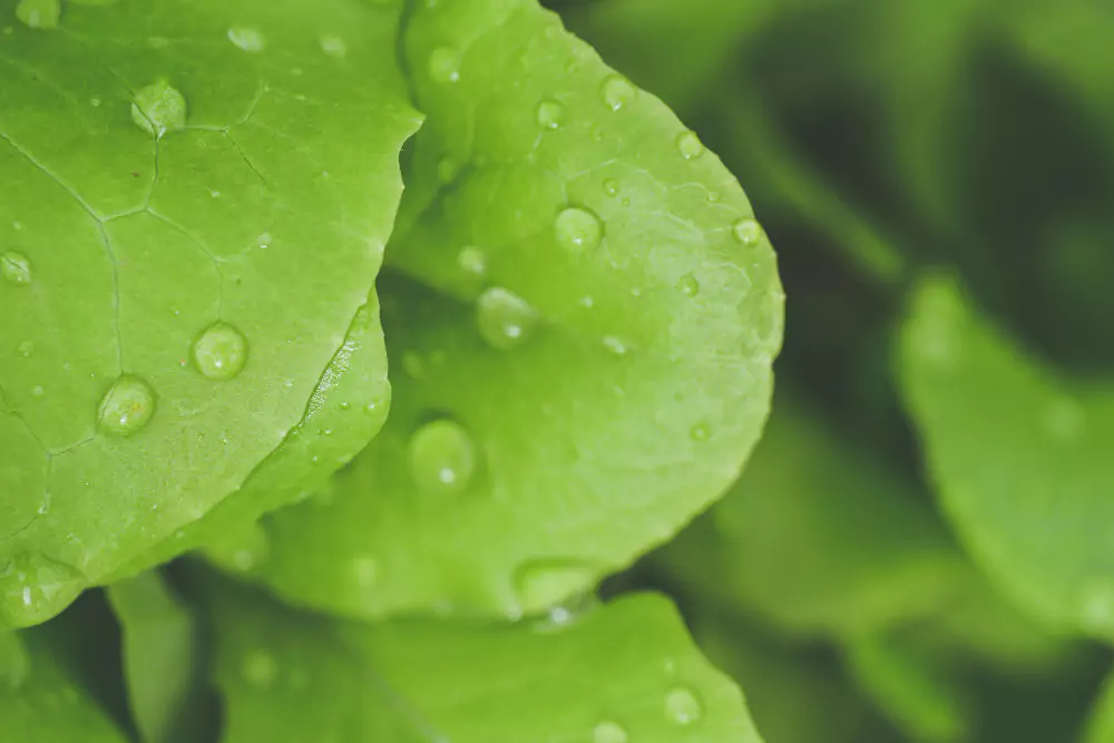 Ginkgo Biloba
