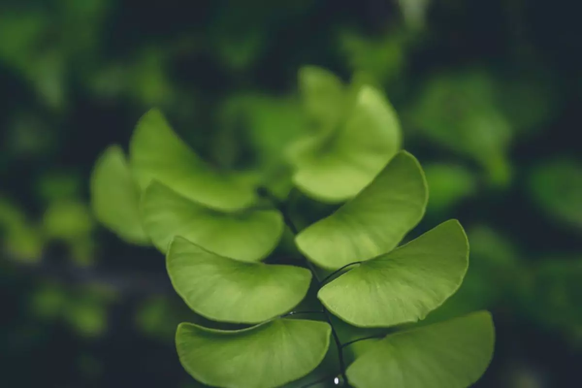 plantar Ginkgo Biloba