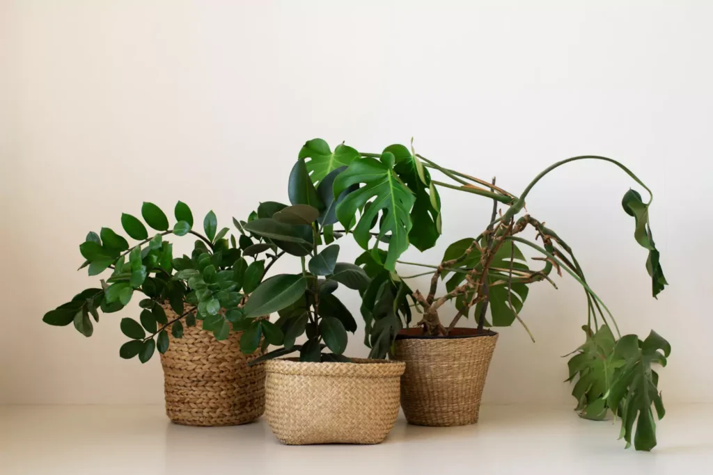 8 plantas para decorar sua casa