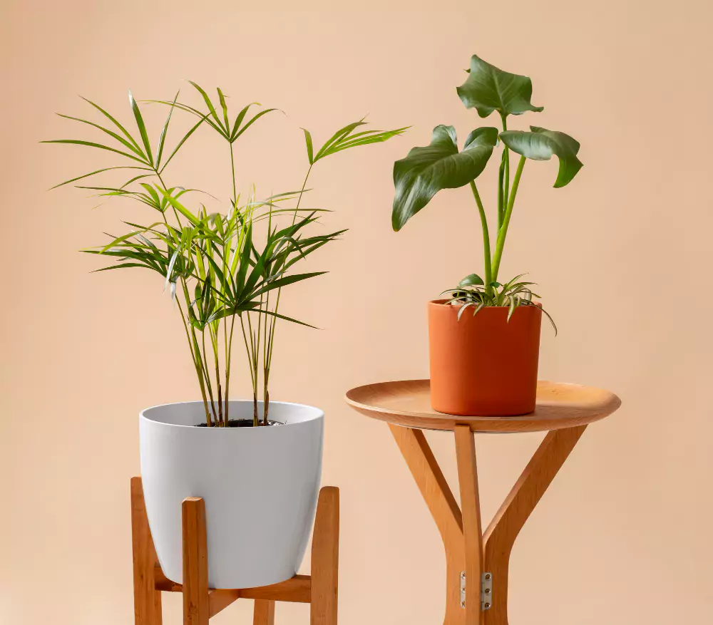 8 plantas para decorar sua casa