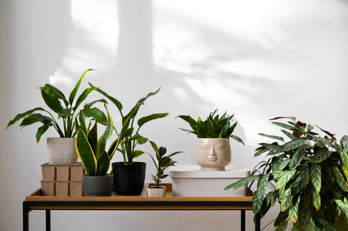 plantas