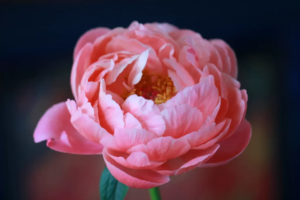 uma flor peônias vista de perto