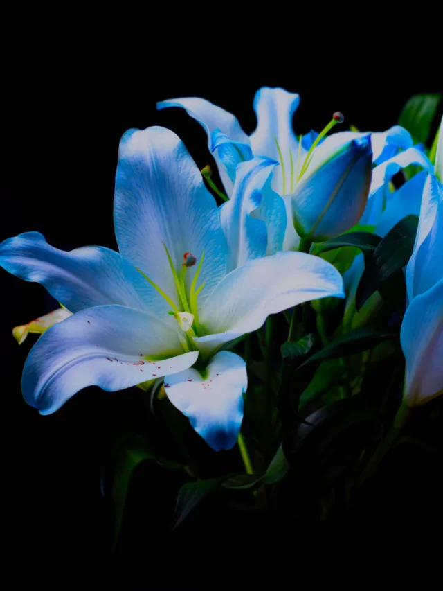 Lírio Azul: A Flor Misteriosa que Encanta o Mundo!
