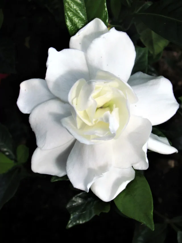 Gardênia: A Flor Que Encanta e Surpreende!