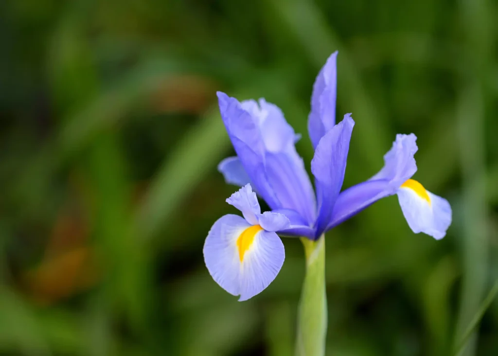 Como Plantar Lirio azul