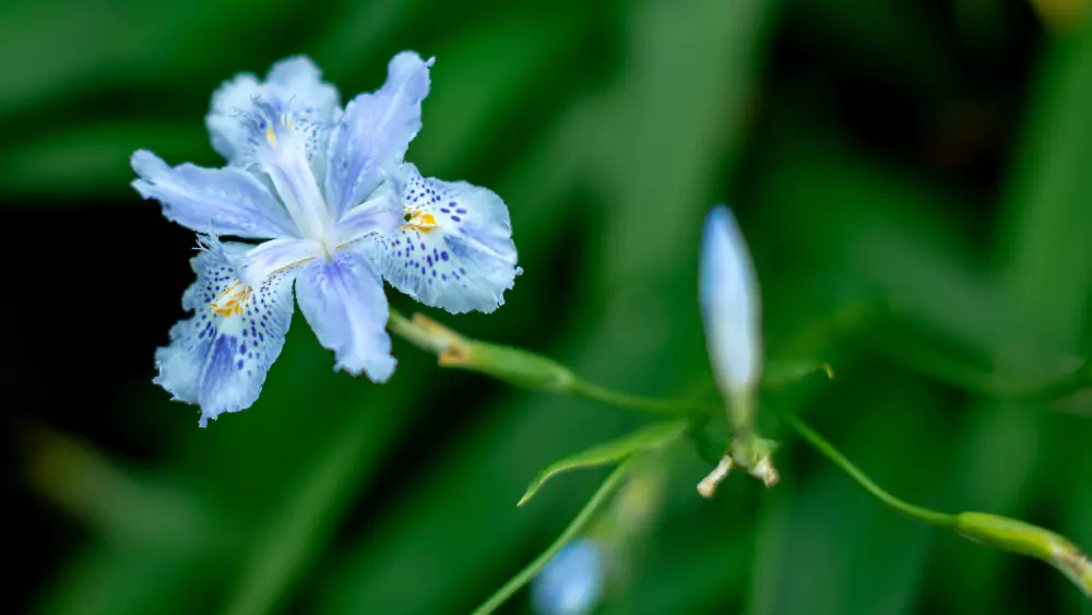 Como Plantar Lirio azul