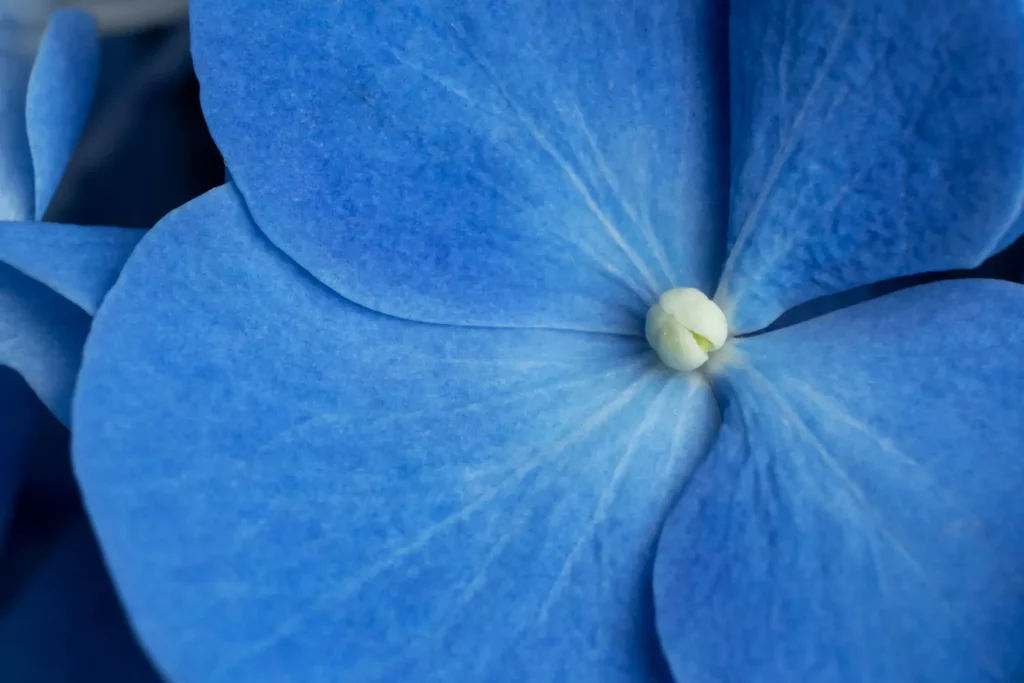 Como Plantar Lirio azul