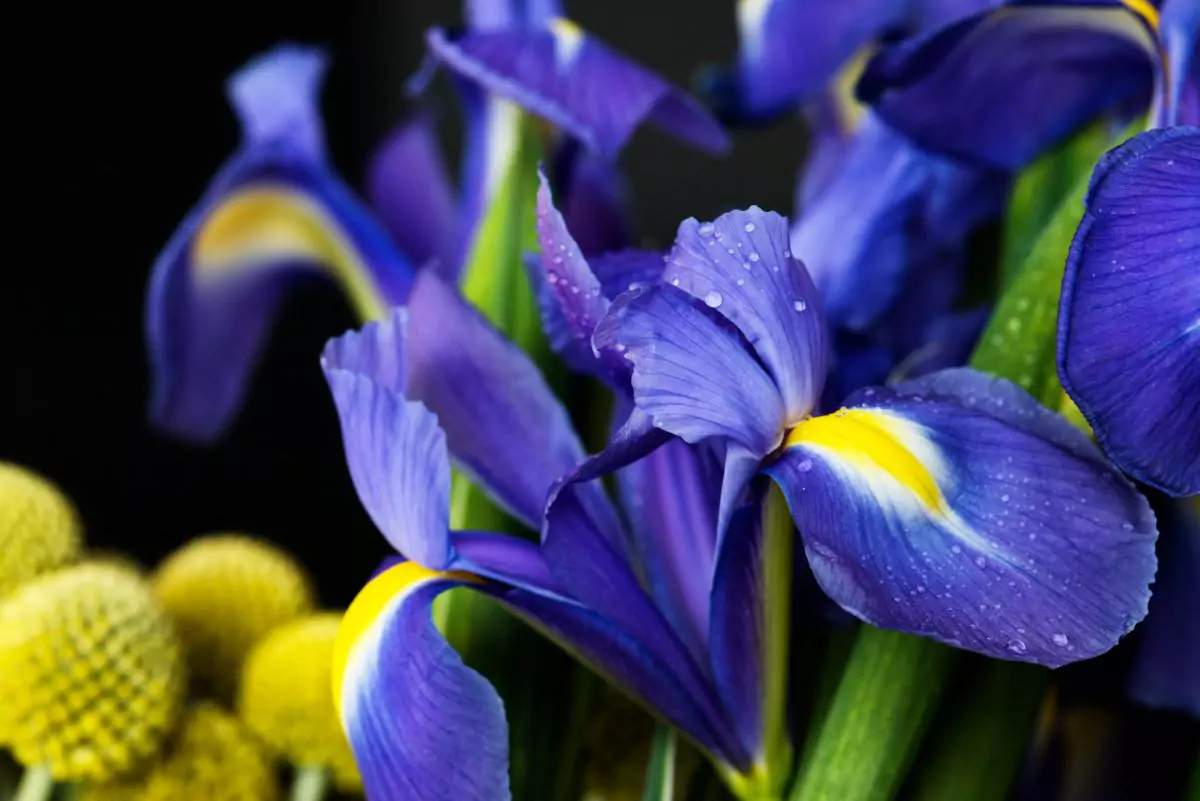 Como Plantar Lirio azul