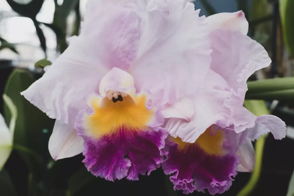 orquídeas