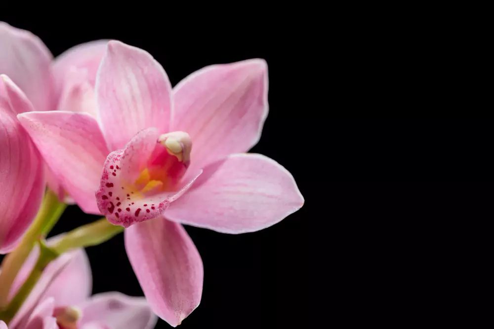 orquídeas