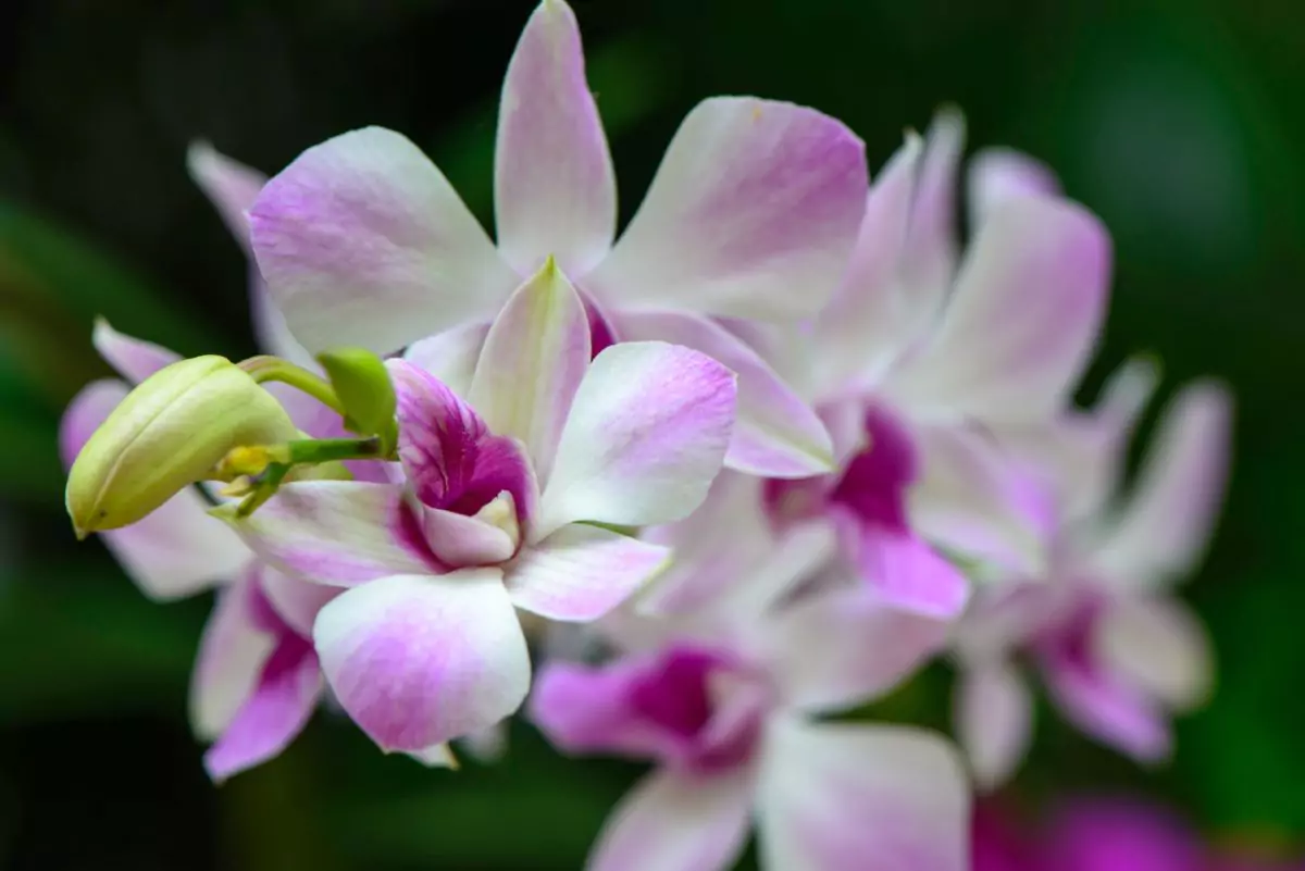 Como cuidar de orquídeas
