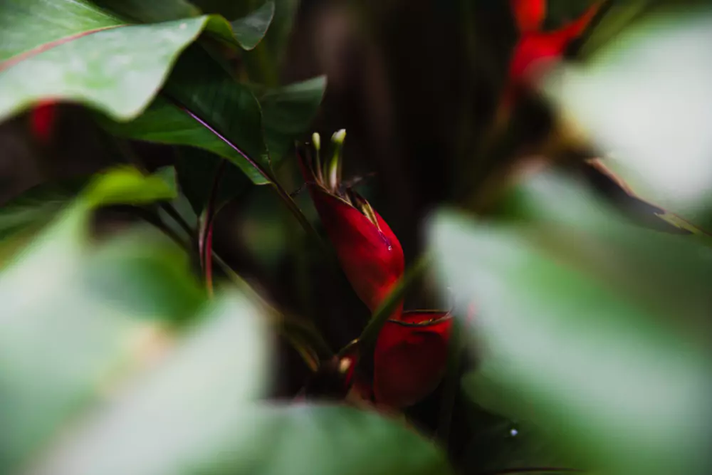 plantas nativas