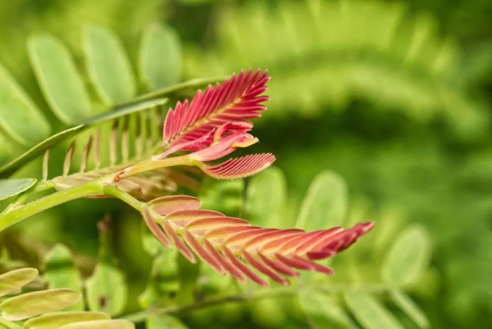 plantas nativas