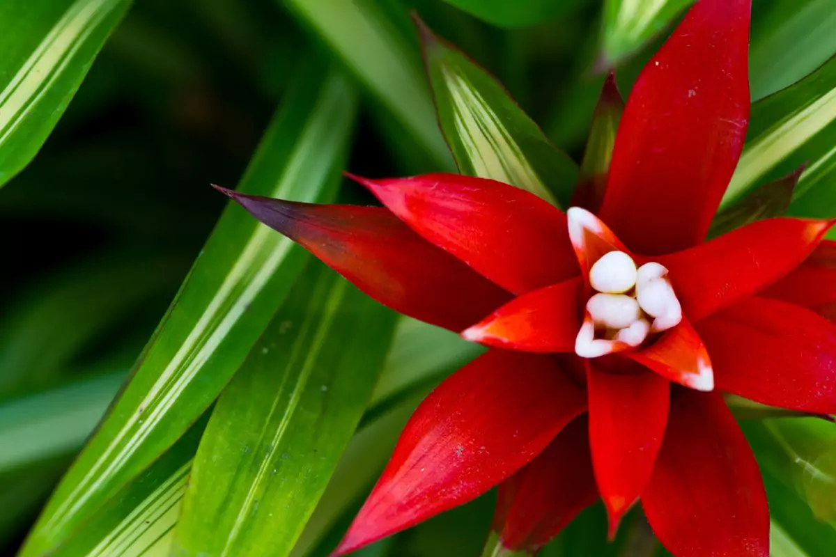 plantas nativas
