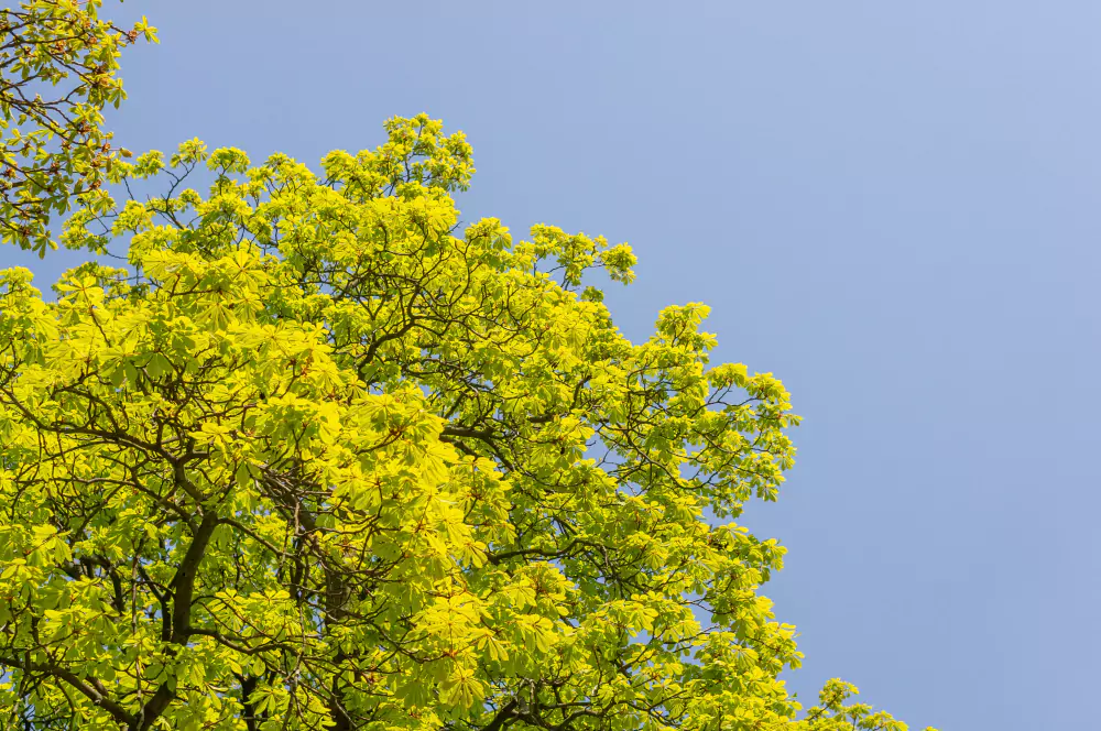plantas nativas ipê amarelo