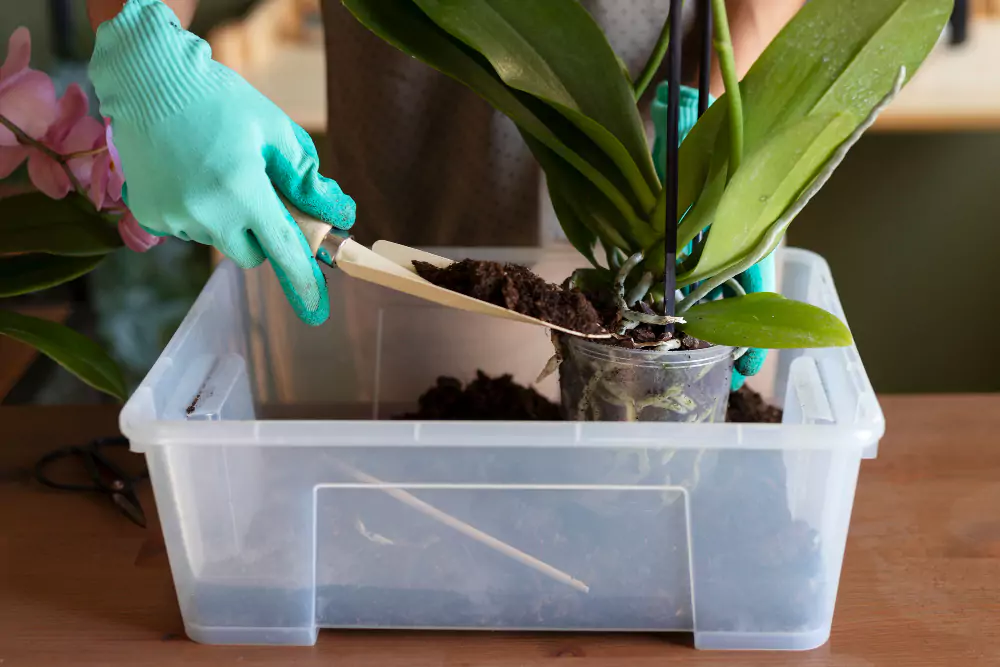 substrato para orquídeas