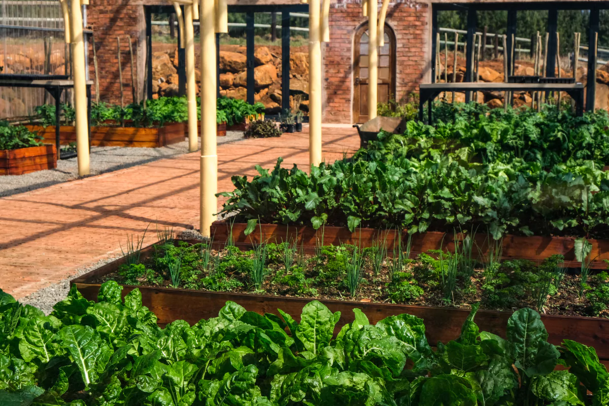 beneficios da acelga, plantação com acelgas