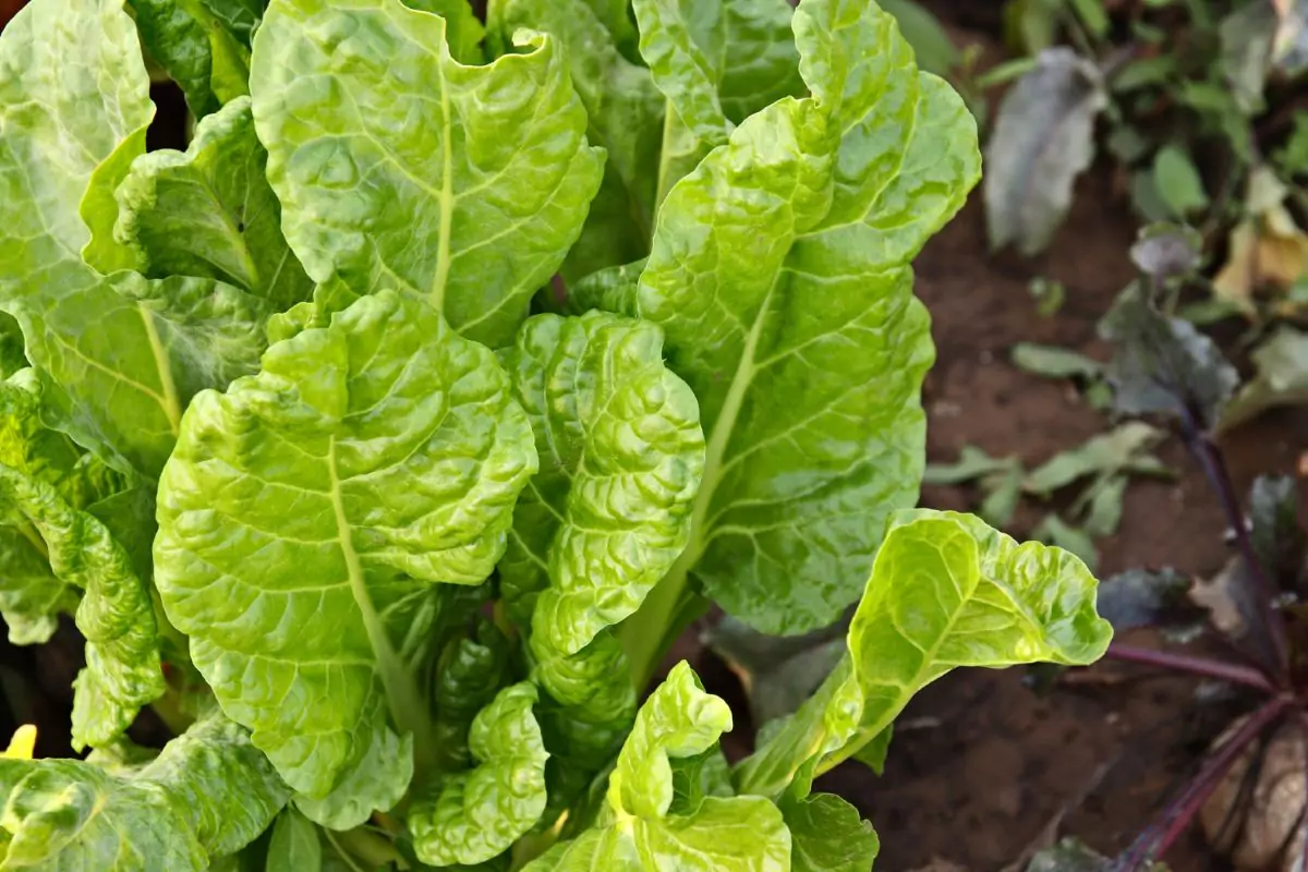 como plantar acelga em casa