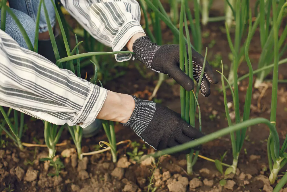 como plantar alho orgânico