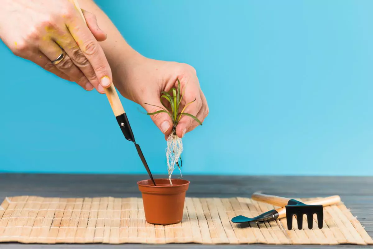 como plantar alho orgânico