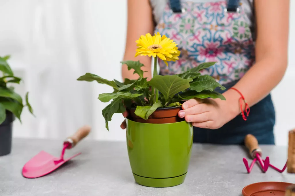 como plantar girassois em vaso