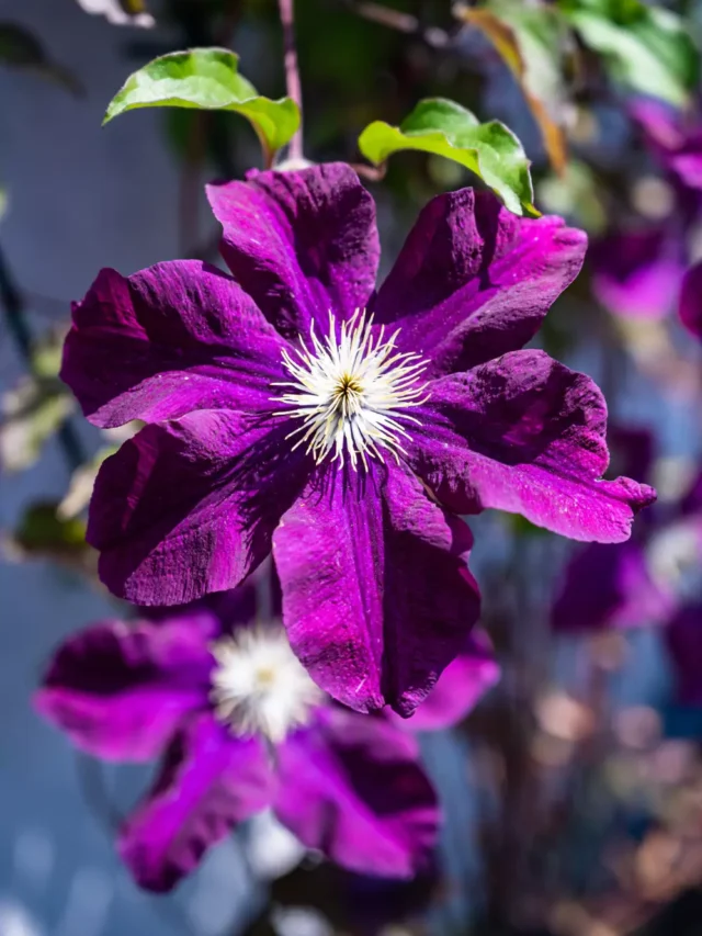 Petúnias: A flor que está conquistando jardins em todo o Brasil