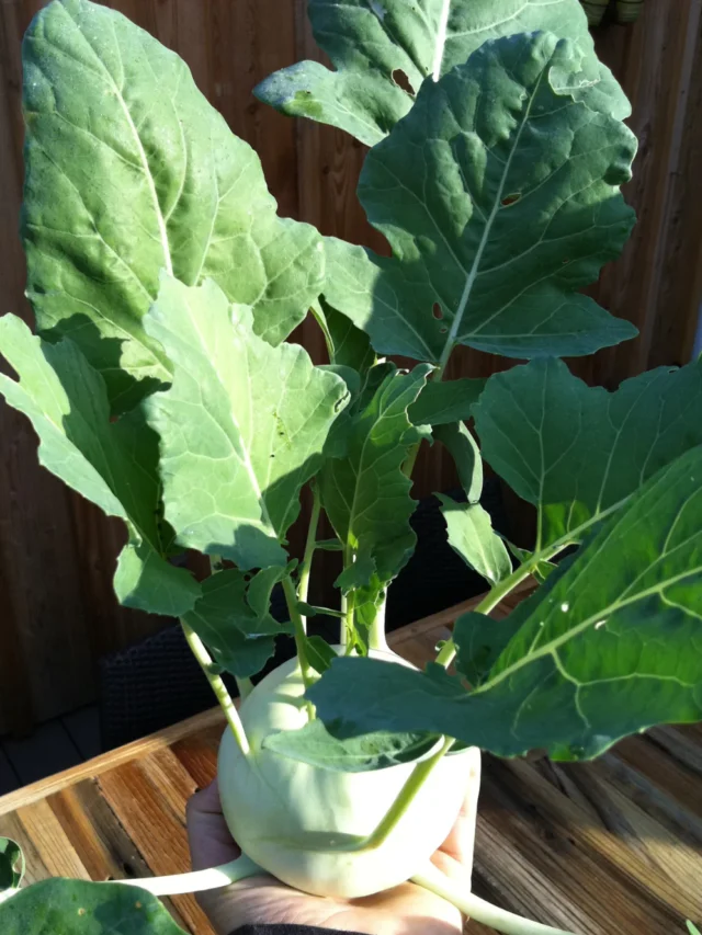 Verduras fáceis de cultivar em casa!